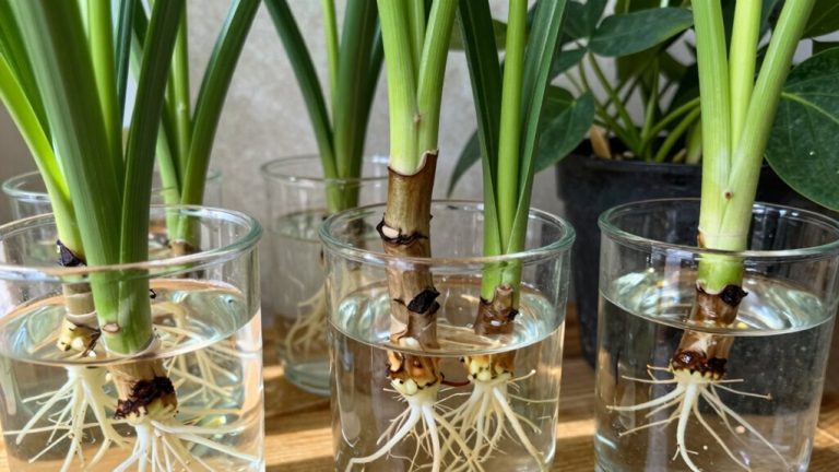 propagation through cuttings technique